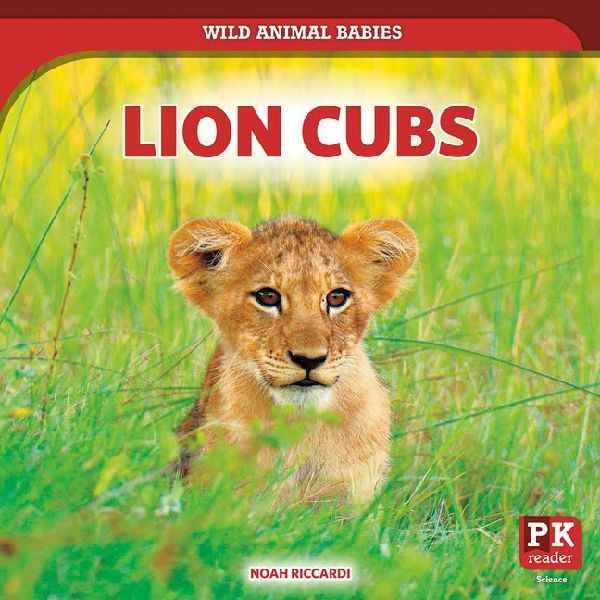 Lion Cubs