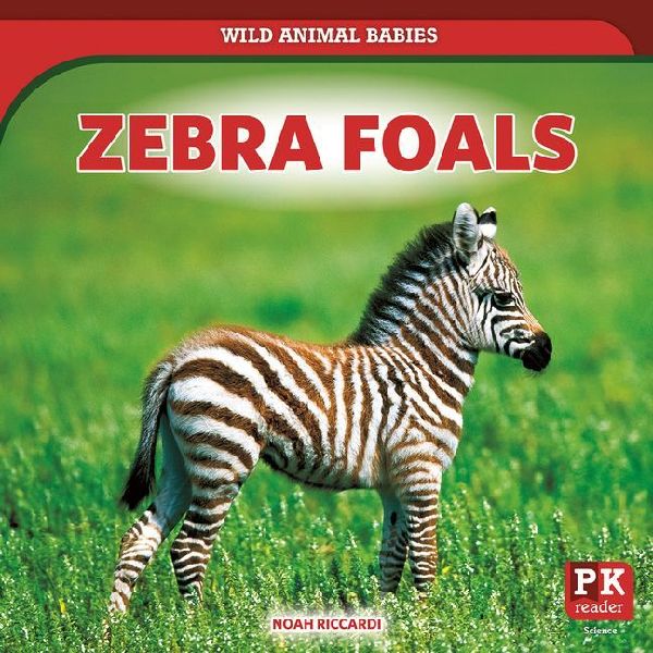 Zebra Foals
