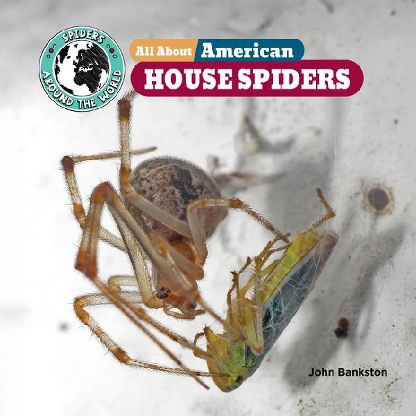 All about American House Spiders