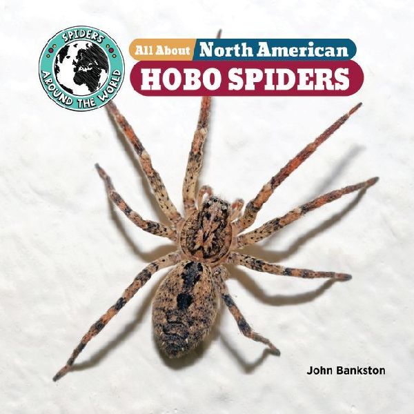 All about North American Hobo Spiders