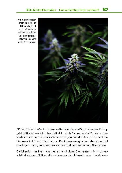 Cannabis zu Hause anbauen für Anfänger