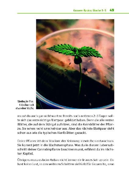 Cannabis zu Hause anbauen für Anfänger