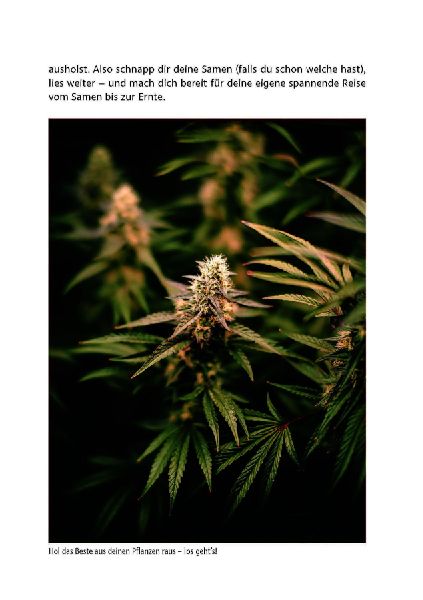 Cannabis zu Hause anbauen für Anfänger