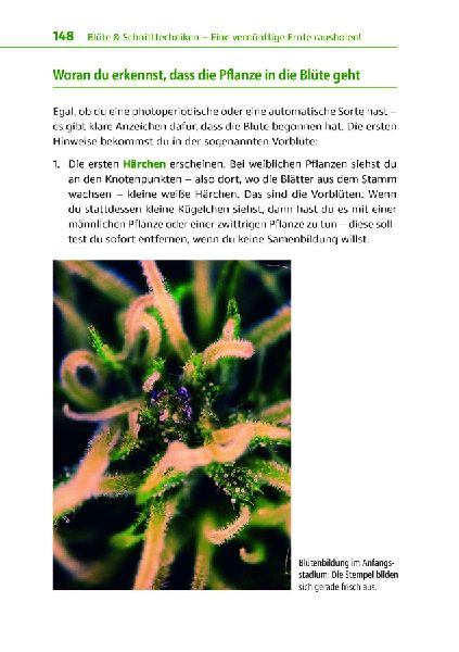 Cannabis zu Hause anbauen für Anfänger