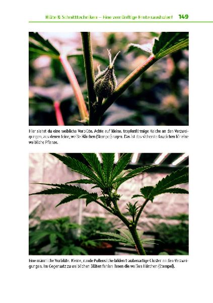 Cannabis zu Hause anbauen für Anfänger