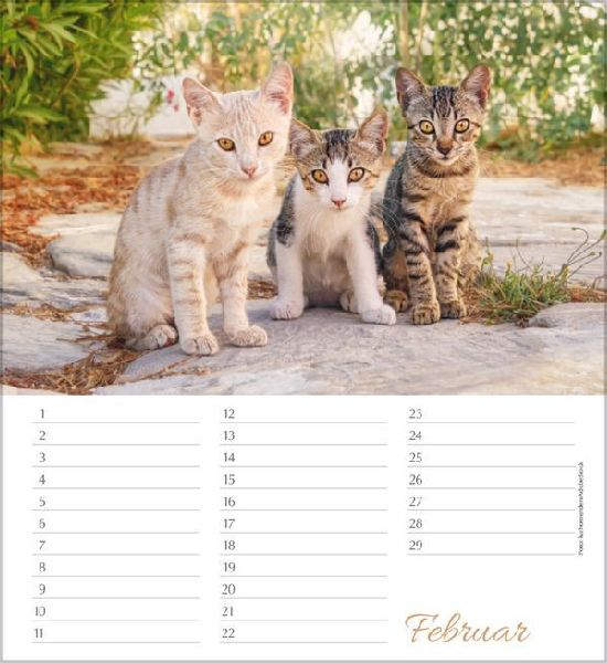 Geburtstagskalender Katzen