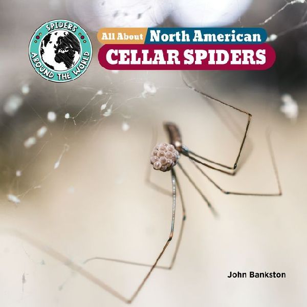 All about North American Cellar Spiders