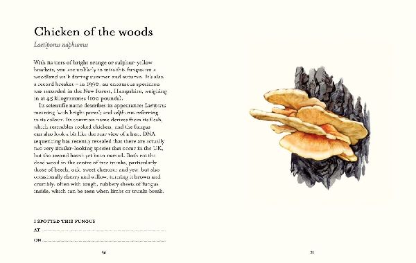 The Fungi Spotter's Guide