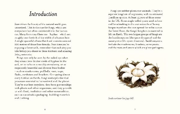 The Fungi Spotter's Guide