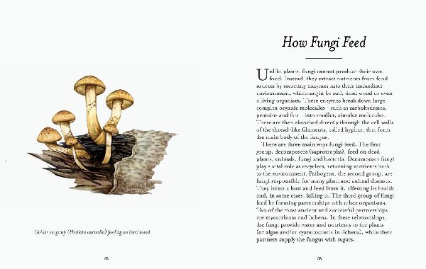 The Fungi Spotter's Guide