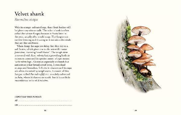 The Fungi Spotter's Guide