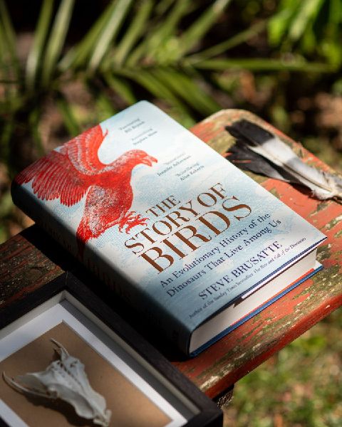 The Story of Birds