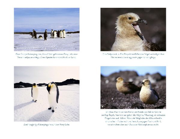 Die Pinguinforscherin