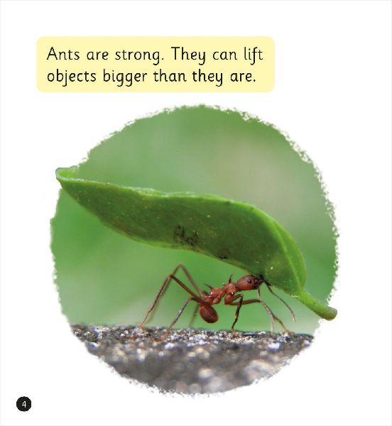 Interesting Insects (Set 7)