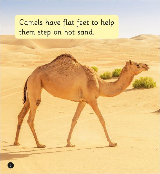 The Desert (Set 7)