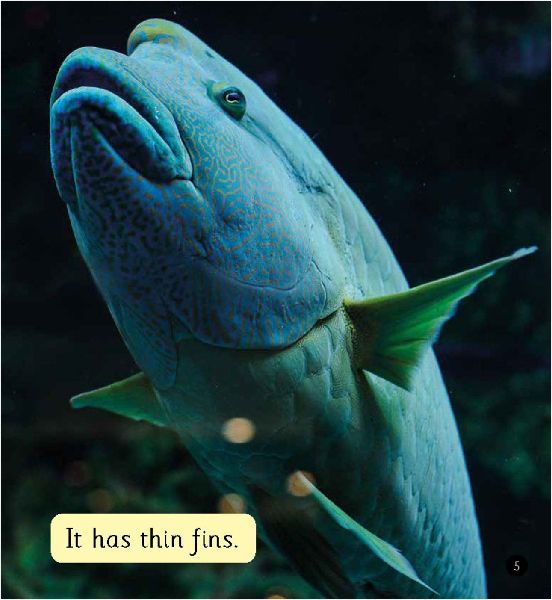 Lots of Fish (Set 4)