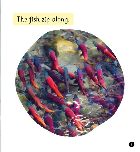 Lots of Fish (Set 4)