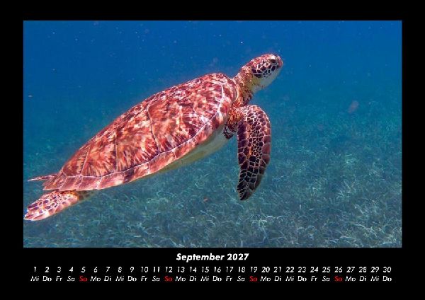 Schildkrötenzauber 2027 Fotokalender DIN A3