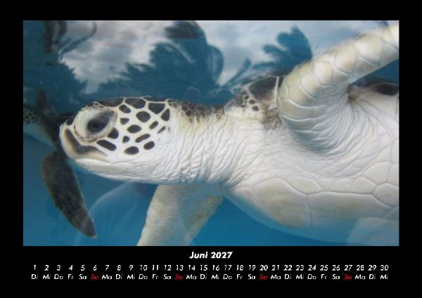 Schildkrötenzauber 2027 Fotokalender DIN A3