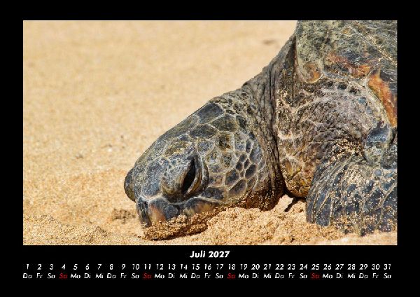 Schildkrötenzauber 2027 Fotokalender DIN A3
