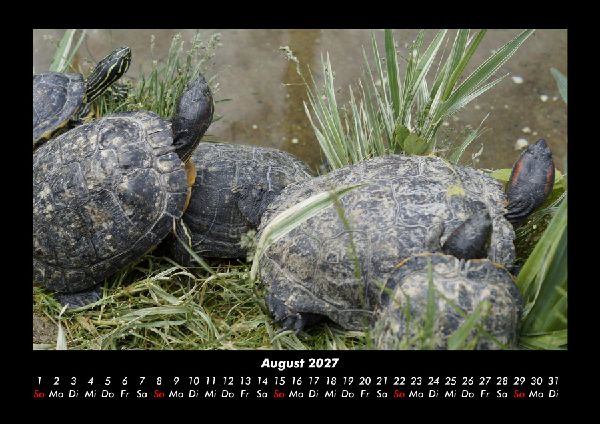 Schildkrötenzauber 2027 Fotokalender DIN A3
