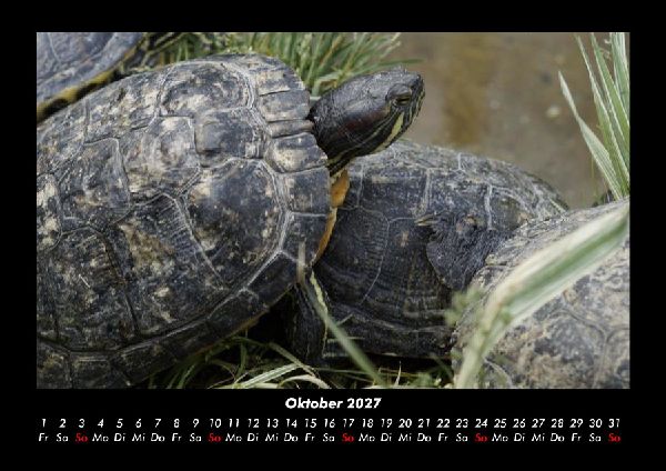 Schildkrötenzauber 2027 Fotokalender DIN A3