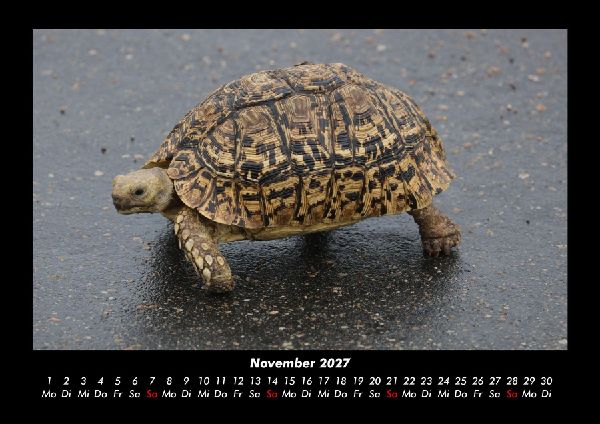 Schildkrötenzauber 2027 Fotokalender DIN A3
