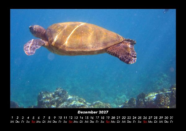 Schildkrötenzauber 2027 Fotokalender DIN A3