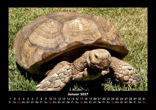 Schildkrötenzauber 2027 Fotokalender DIN A3