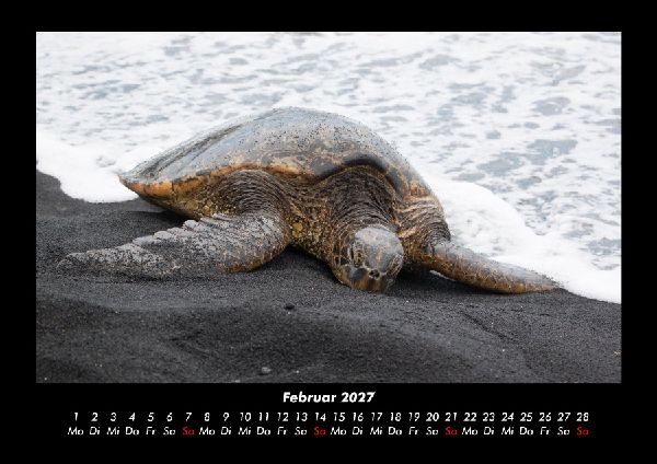 Schildkrötenzauber 2027 Fotokalender DIN A3