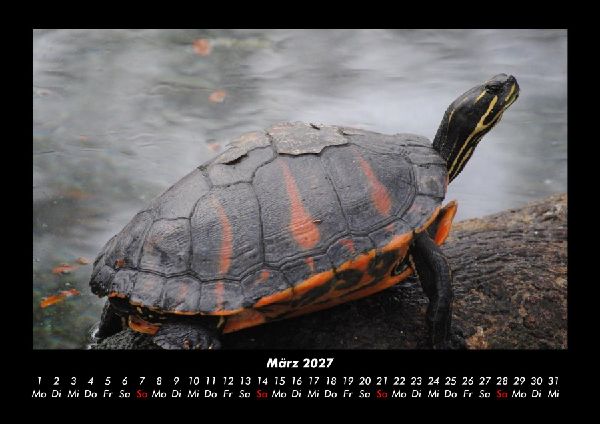 Schildkrötenzauber 2027 Fotokalender DIN A3