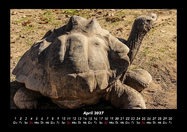 Schildkrötenzauber 2027 Fotokalender DIN A3