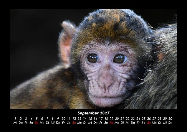 Tierkalender 2027 Fotokalender DIN A3