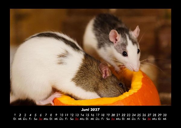 Tierkalender 2027 Fotokalender DIN A3