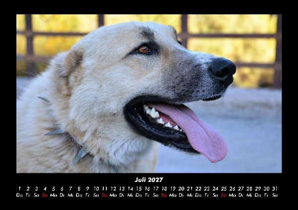 Tierkalender 2027 Fotokalender DIN A3