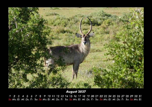 Tierkalender 2027 Fotokalender DIN A3
