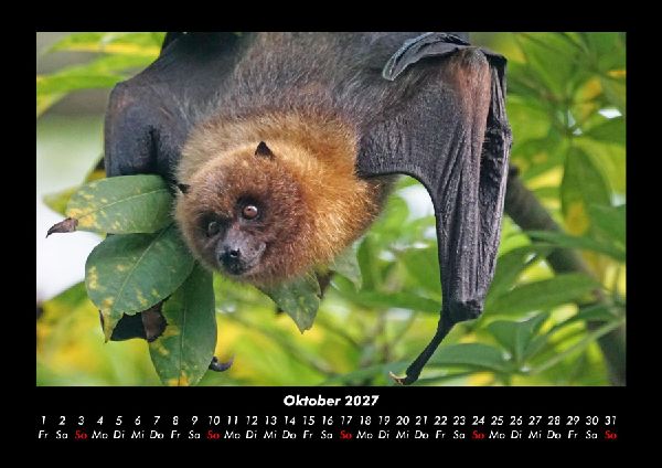 Tierkalender 2027 Fotokalender DIN A3