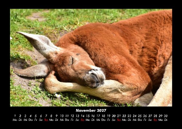 Tierkalender 2027 Fotokalender DIN A3