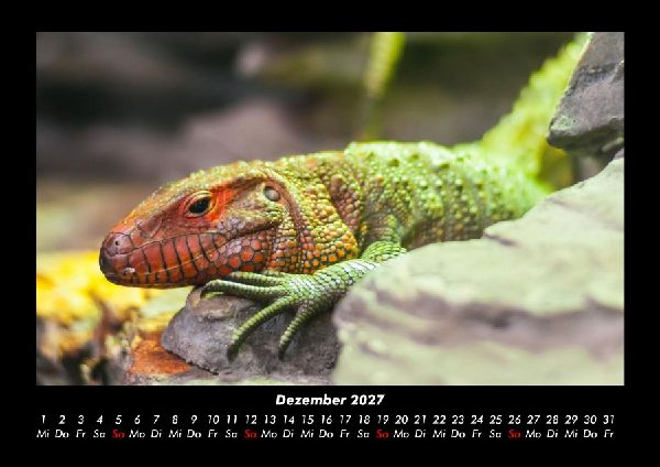 Tierkalender 2027 Fotokalender DIN A3