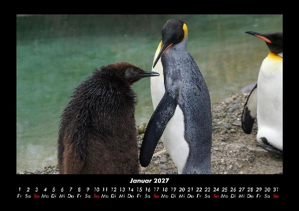Tierkalender 2027 Fotokalender DIN A3
