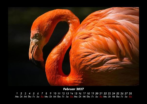 Tierkalender 2027 Fotokalender DIN A3