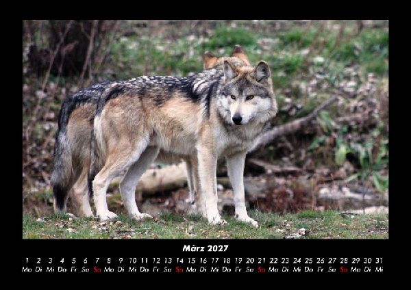 Tierkalender 2027 Fotokalender DIN A3