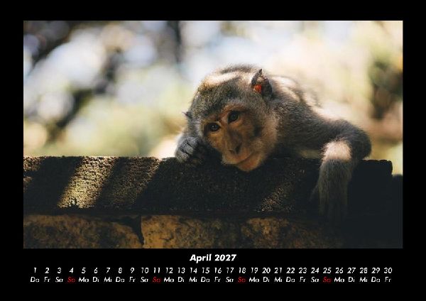 Tierkalender 2027 Fotokalender DIN A3
