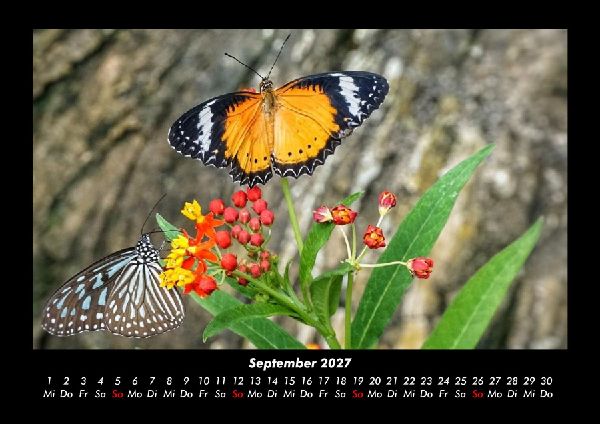 Bunte Pracht der Schmetterlinge 2027 Fotokalender DIN A3
