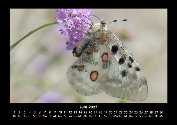 Bunte Pracht der Schmetterlinge 2027 Fotokalender DIN A3