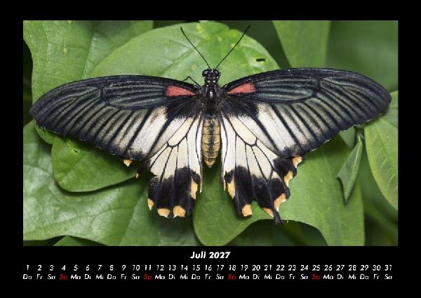 Bunte Pracht der Schmetterlinge 2027 Fotokalender DIN A3
