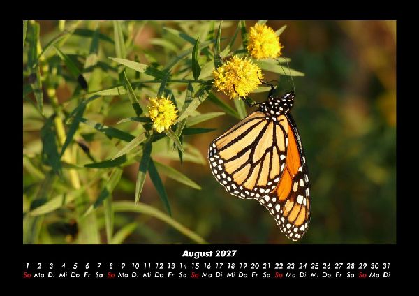 Bunte Pracht der Schmetterlinge 2027 Fotokalender DIN A3