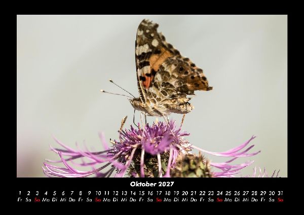 Bunte Pracht der Schmetterlinge 2027 Fotokalender DIN A3