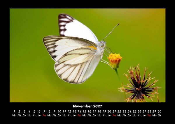 Bunte Pracht der Schmetterlinge 2027 Fotokalender DIN A3
