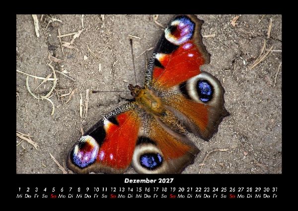 Bunte Pracht der Schmetterlinge 2027 Fotokalender DIN A3